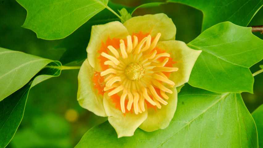 Liriodendron tulipifera bloem