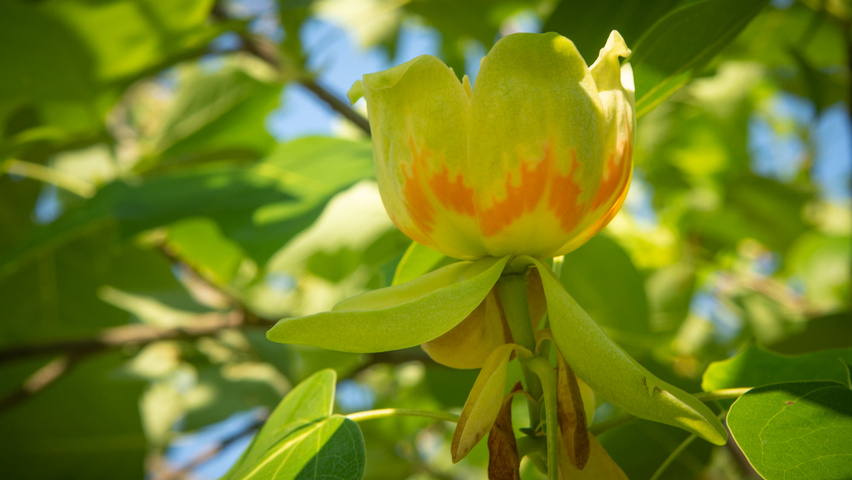 Liriodendron tulipifera bloem
