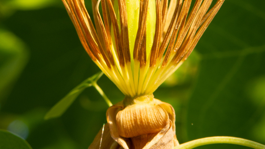 Liriodendron tulipifera bloem