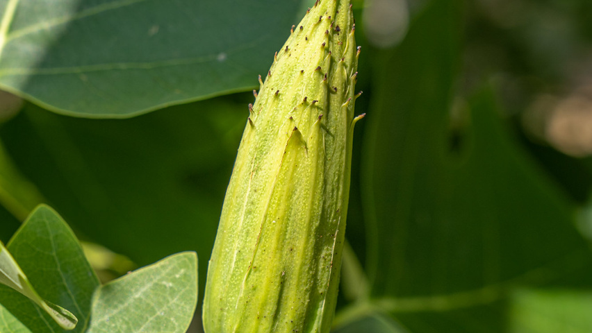 Liriodendron tulipifera vrucht