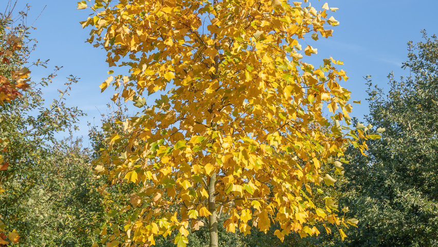 Liriodendron tulipifera hoogstam