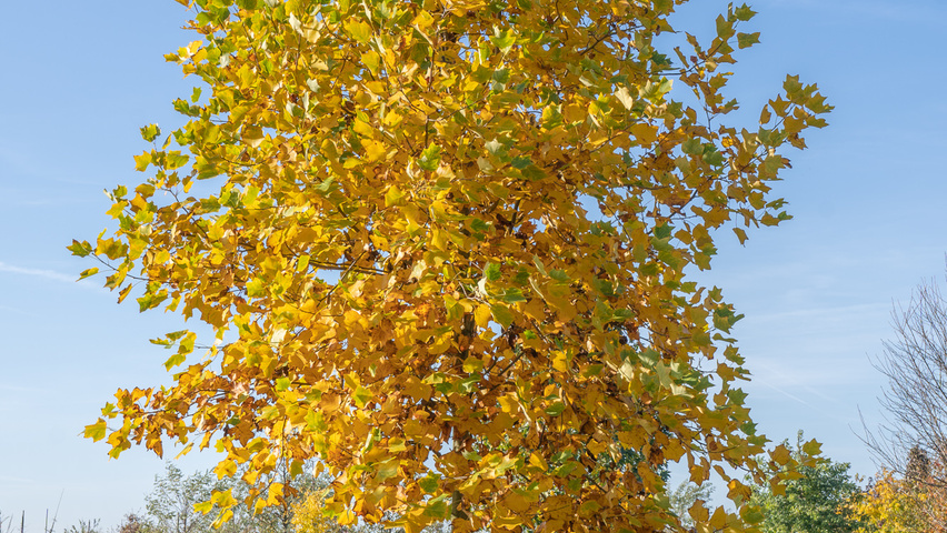 Liriodendron tulipifera hoogstam