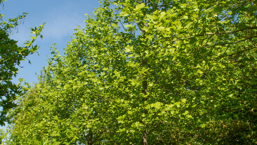 Liriodendron tulipifera hoogstam