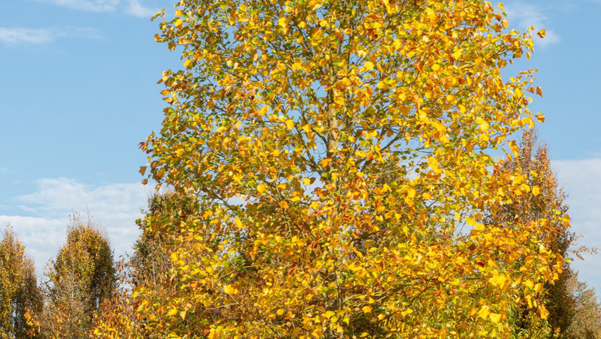 Liriodendron tulipifera hoogstam