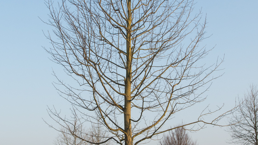 Liriodendron tulipifera hoogstam