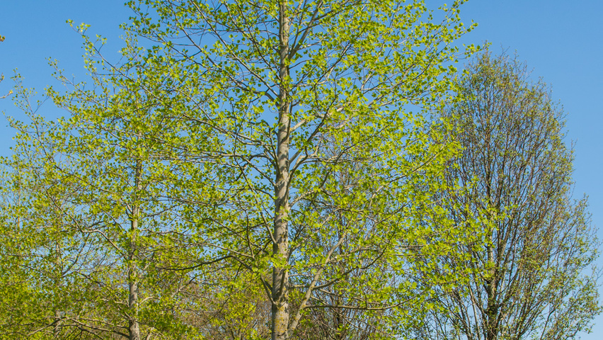 Liriodendron tulipifera hoogstam