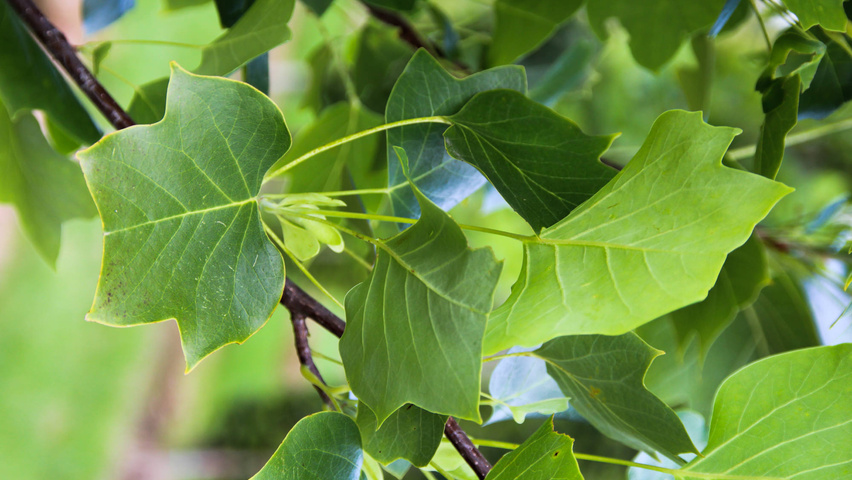 Liriodendron tulipifera blad