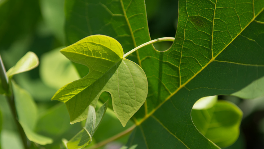 Liriodendron tulipifera blad