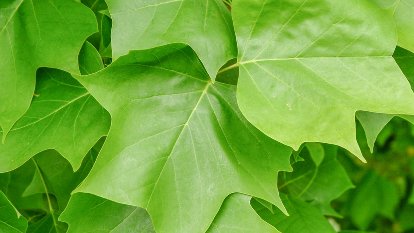 Liriodendron tulipifera blad
