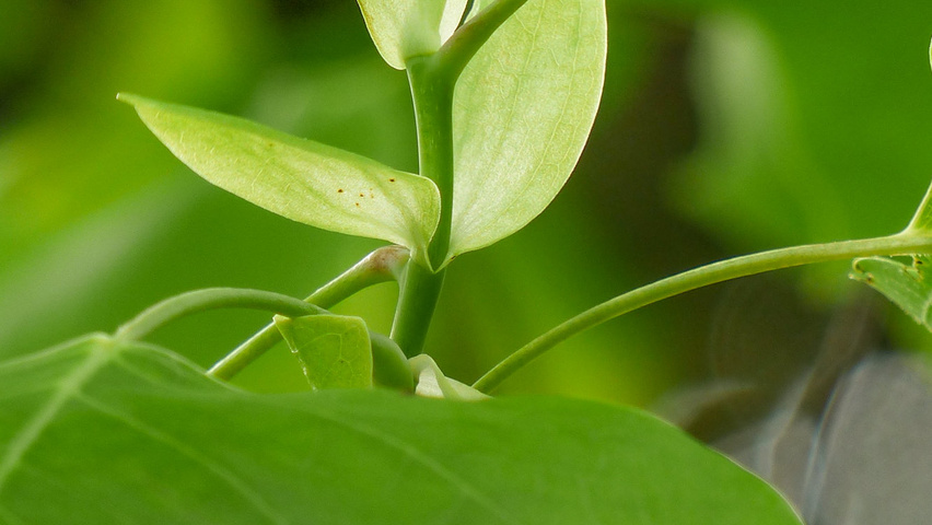 Liriodendron tulipifera blad