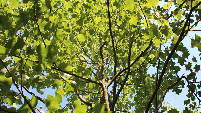 Liriodendron tulipifera blad