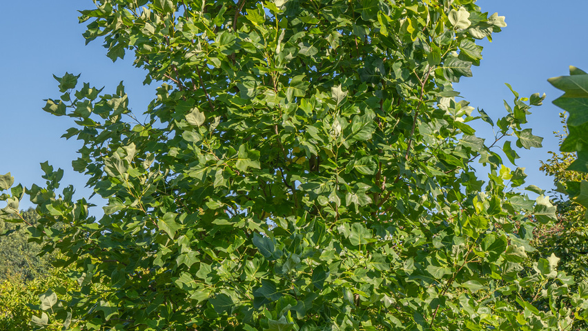 Liriodendron tulipifera meerstammig