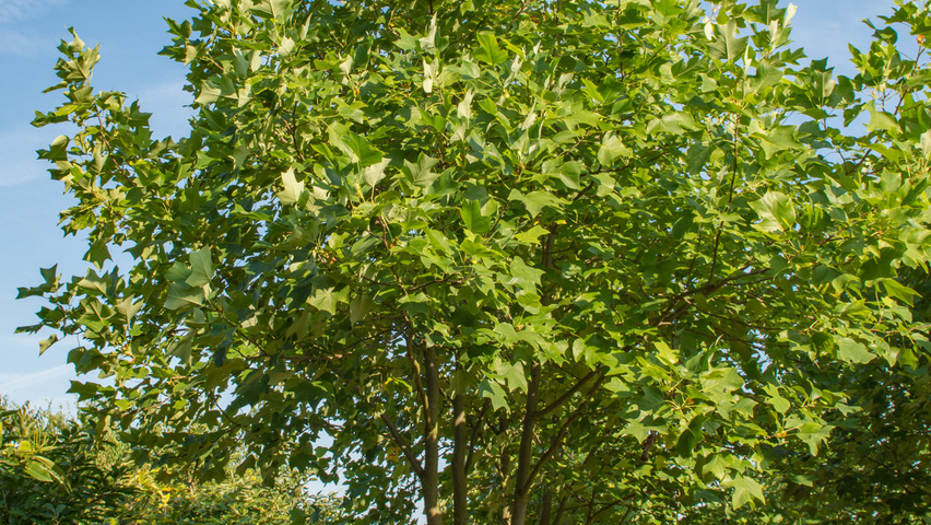 Liriodendron tulipifera meerstammig parasol