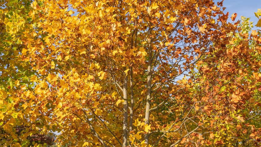 Liriodendron tulipifera meerstammig parasol