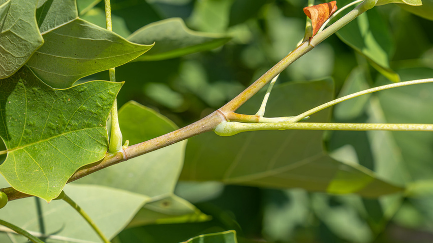 Liriodendron tulipifera twijgen