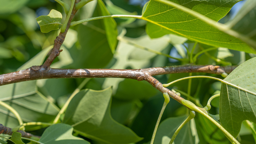 Liriodendron tulipifera twijgen