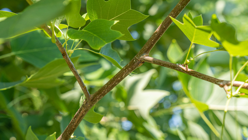 Liriodendron tulipifera twijgen