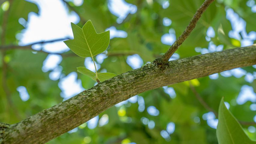 Liriodendron tulipifera twijgen