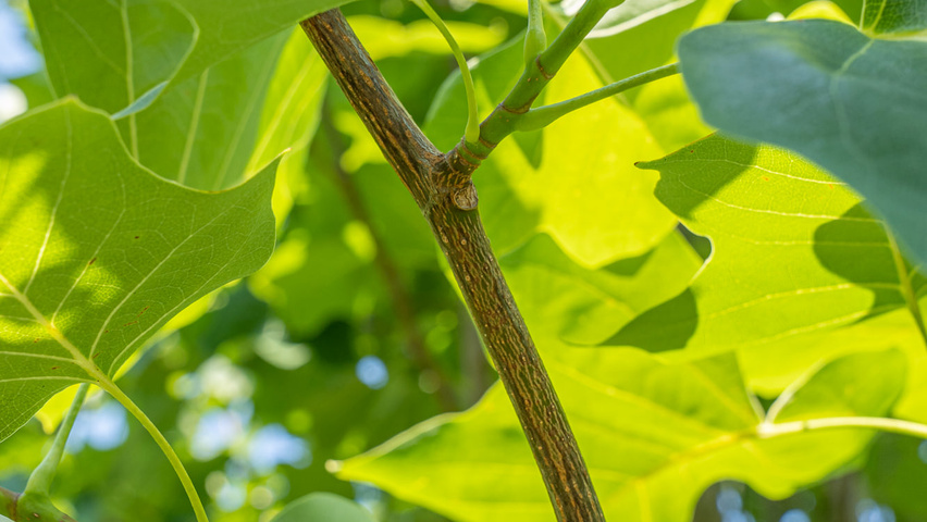 Liriodendron tulipifera twijgen