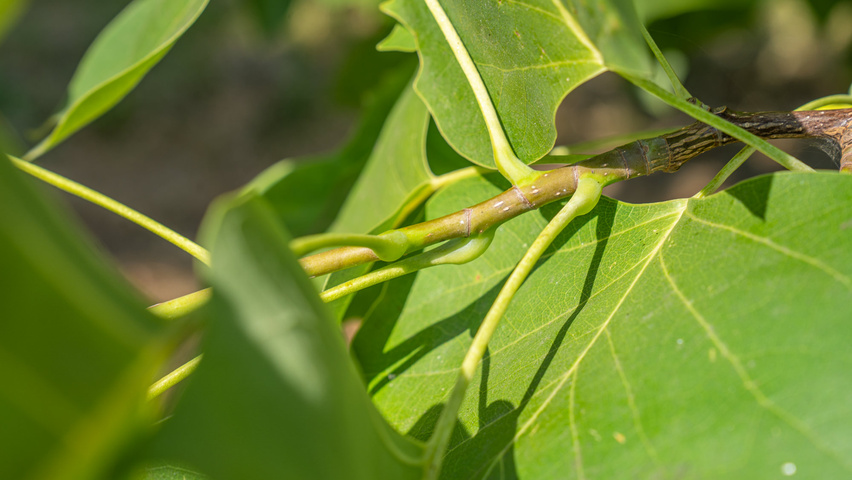 Liriodendron tulipifera twijgen