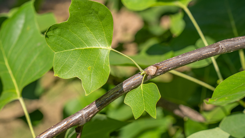 Liriodendron tulipifera twijgen