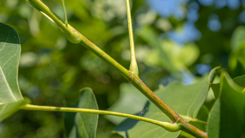 Liriodendron tulipifera twijgen