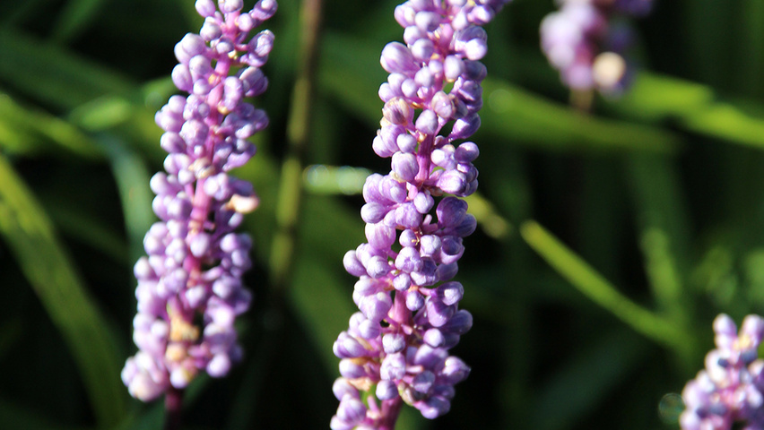 Liriope muscari bloem