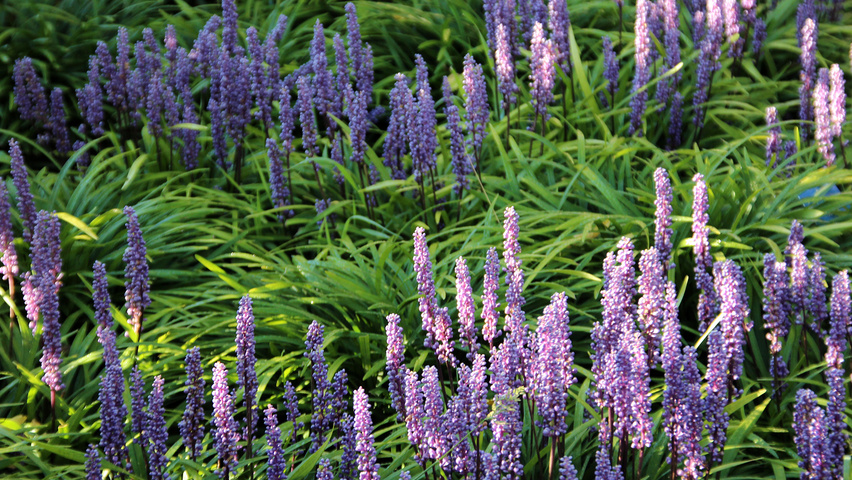 Liriope muscari blad