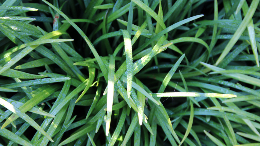 Liriope muscari blad