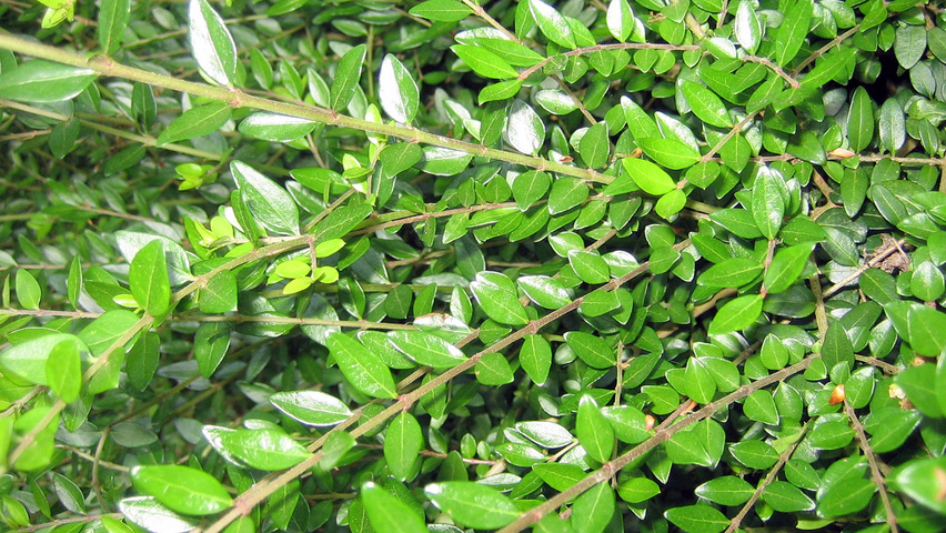 Lonicera nitida 'Elegant' liście