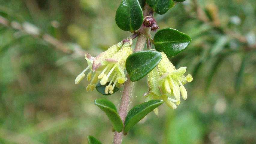 Lonicera nitida цветки