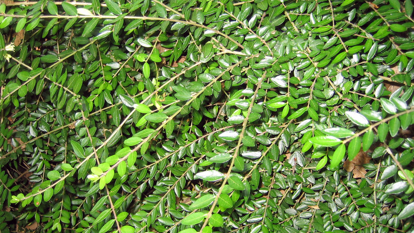 Lonicera nitida 'Hohenheimer Findling' blad