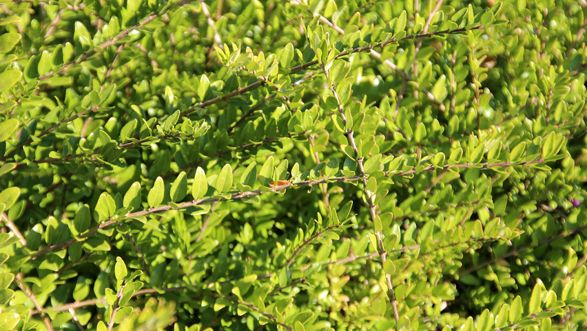 Lonicera nitida листья