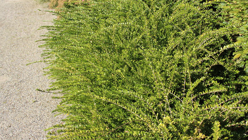 Lonicera nitida Кустарники-солитеры