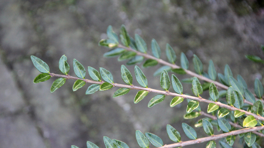 Lonicera nitida ветви