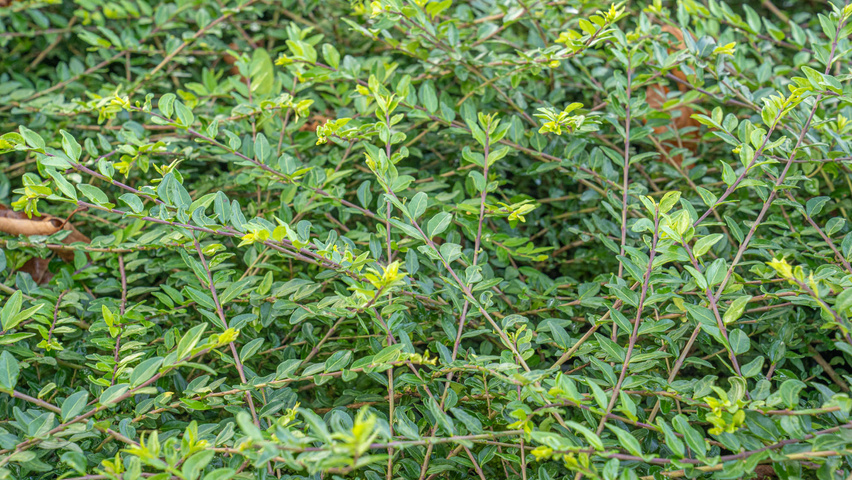 Lonicera pileata 'Moss Green' leaves