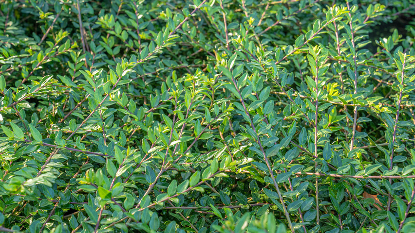 Lonicera pileata 'Moss Green' leaves
