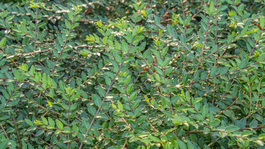 Lonicera pileata 'Moss Green' leaves