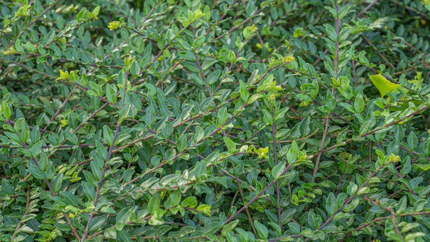 Lonicera pileata 'Moss Green' leaves