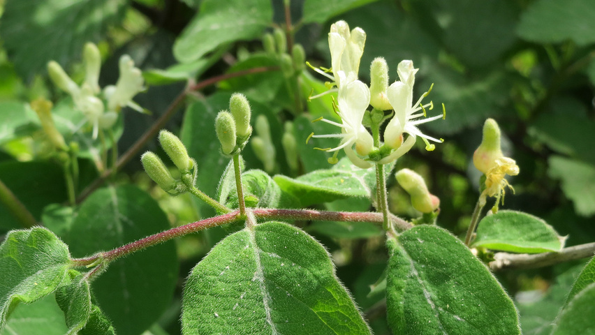 Lonicera xylosteum Blumen