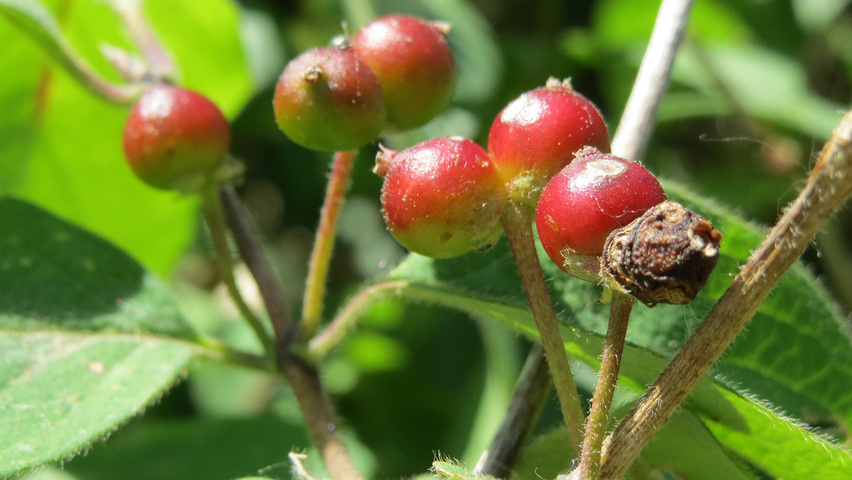 Lonicera xylosteum Frucht