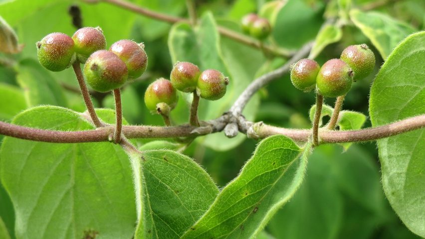 Lonicera xylosteum Frucht