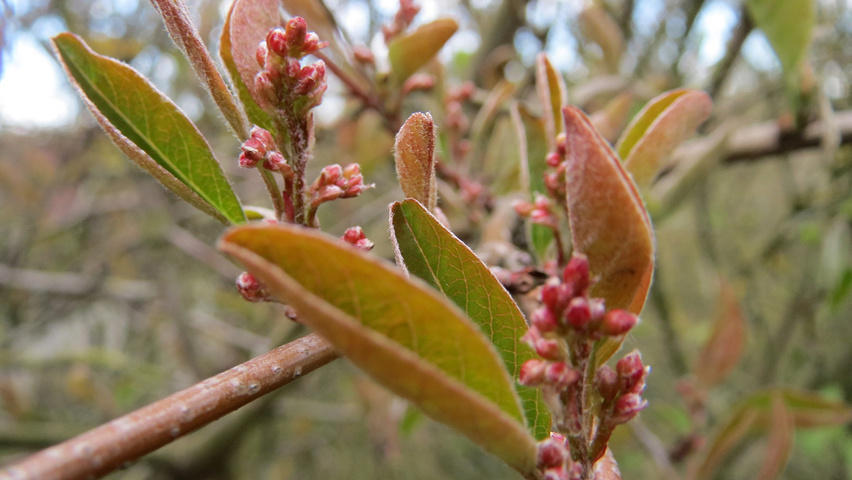 Lonicera xylosteum Blatt