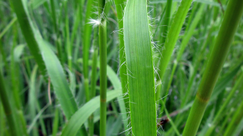 Luzula nivea Feuilles