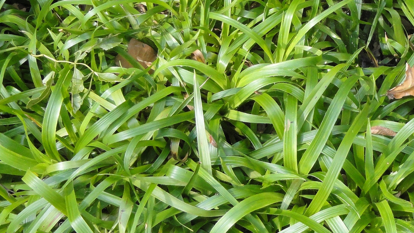 Luzula sylvatica Blatt