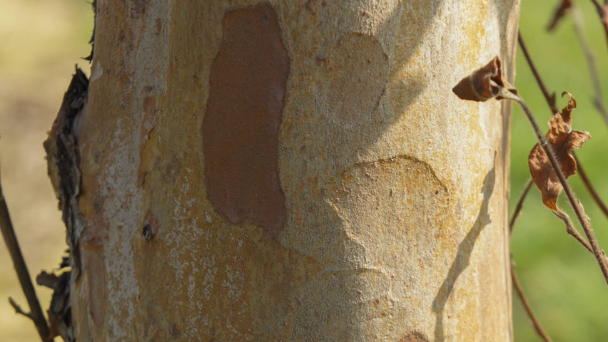 Maackia amurensis кора