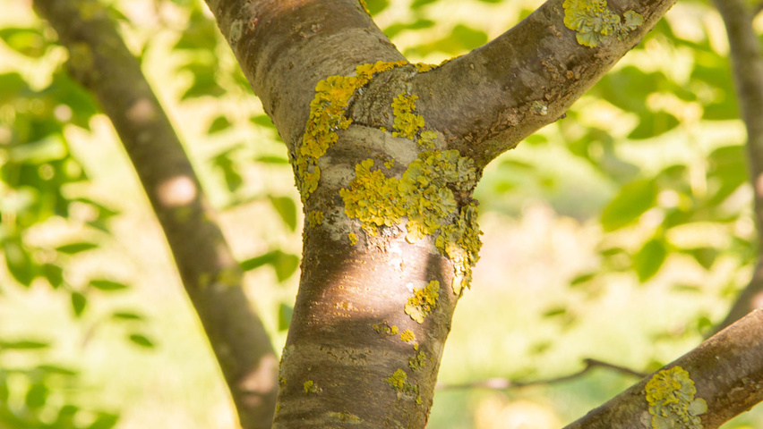 Maackia amurensis кора