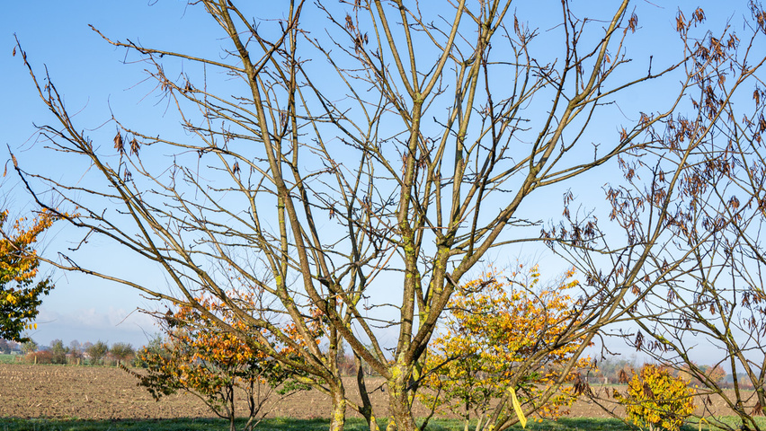 Maackia amurensis Деревья с необычной формой роста