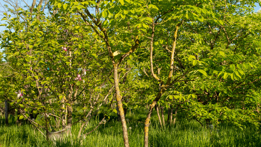 Maackia amurensis Деревья с необычной формой роста
