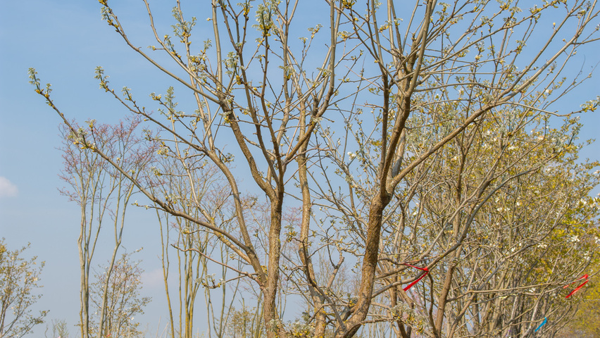 Maackia amurensis Деревья с необычной формой роста